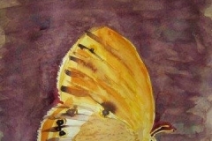 phoca_thumb_l_aquarell 10